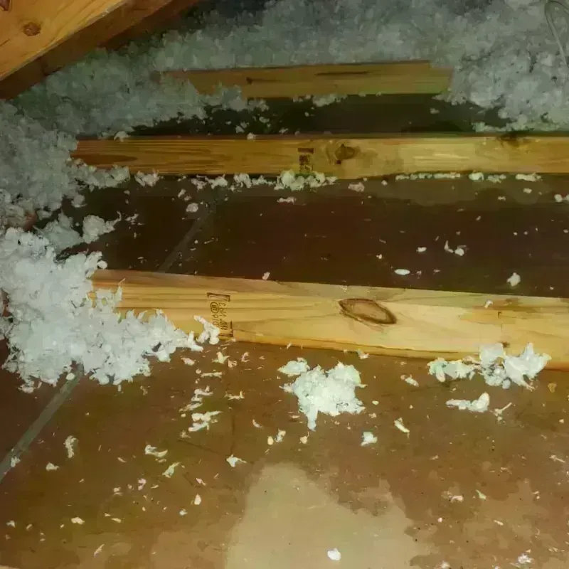 Attic Water Damage in Council Bluffs, IA