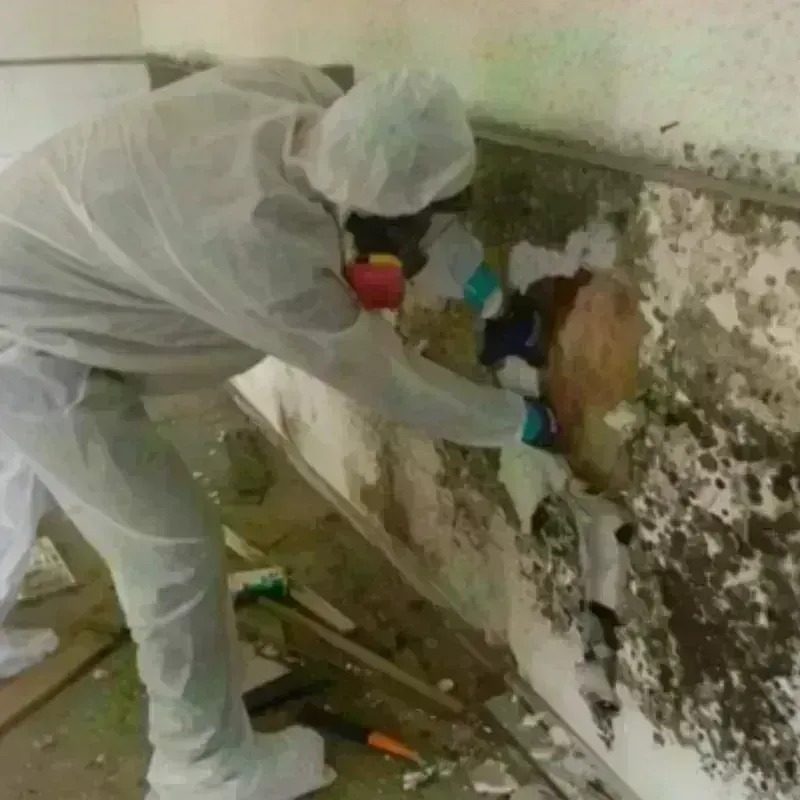 Mold Remediation and Removal in Council Bluffs, IA